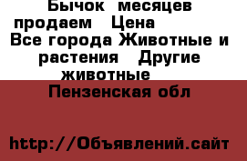 Бычок 6месяцев продаем › Цена ­ 20 000 - Все города Животные и растения » Другие животные   . Пензенская обл.